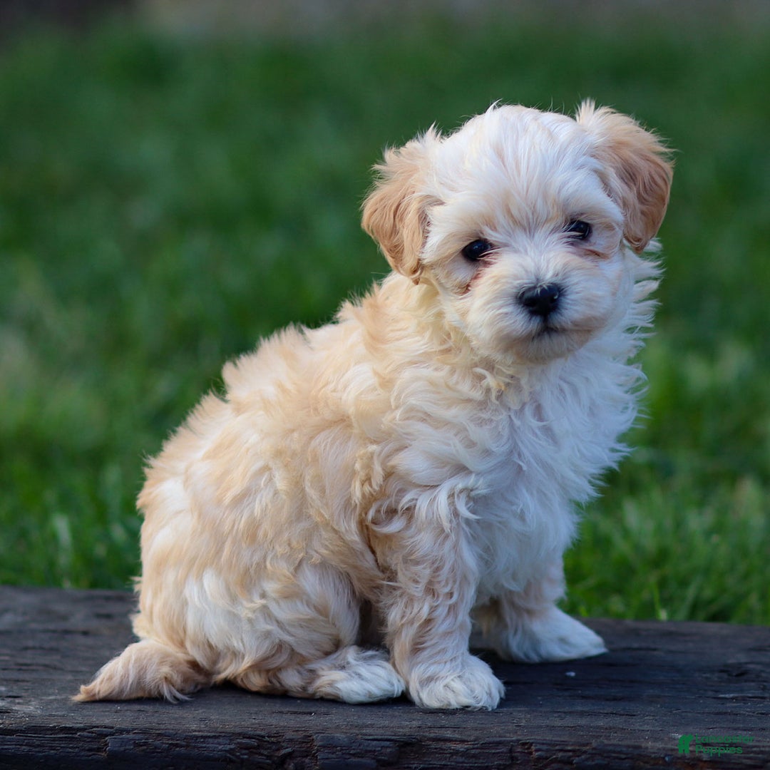 Maltipoo dogs for sale: Sally - Ad 6