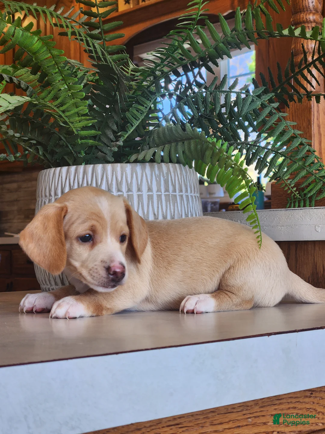 Miniature Dachshund dogs for sale: Ranger - Ad 2