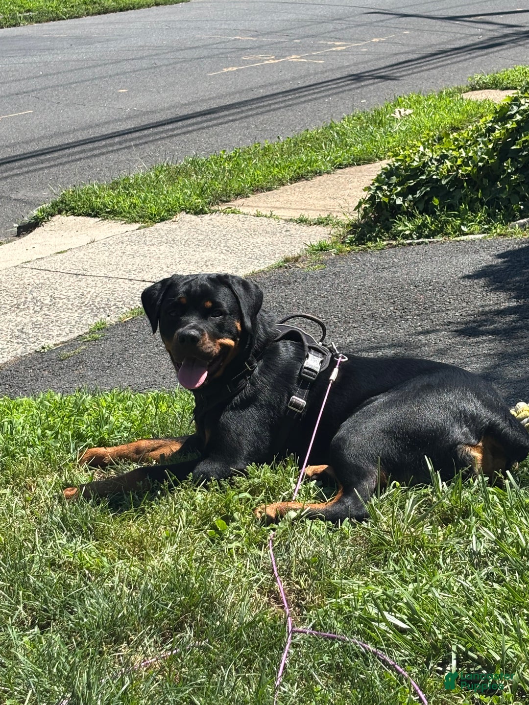 Gallery Image {{count}}