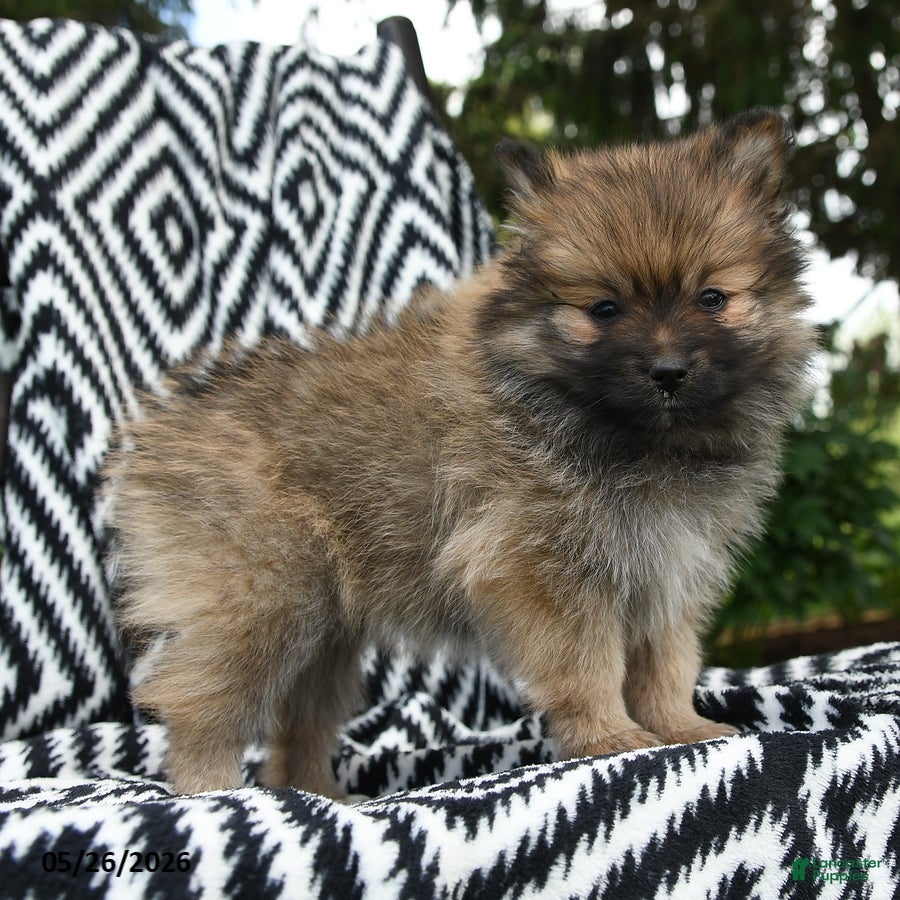 Pomeranian dogs Creampuff - Ad 2