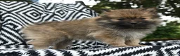 Pomeranian dogs for sale: Creampuff - Ad 2