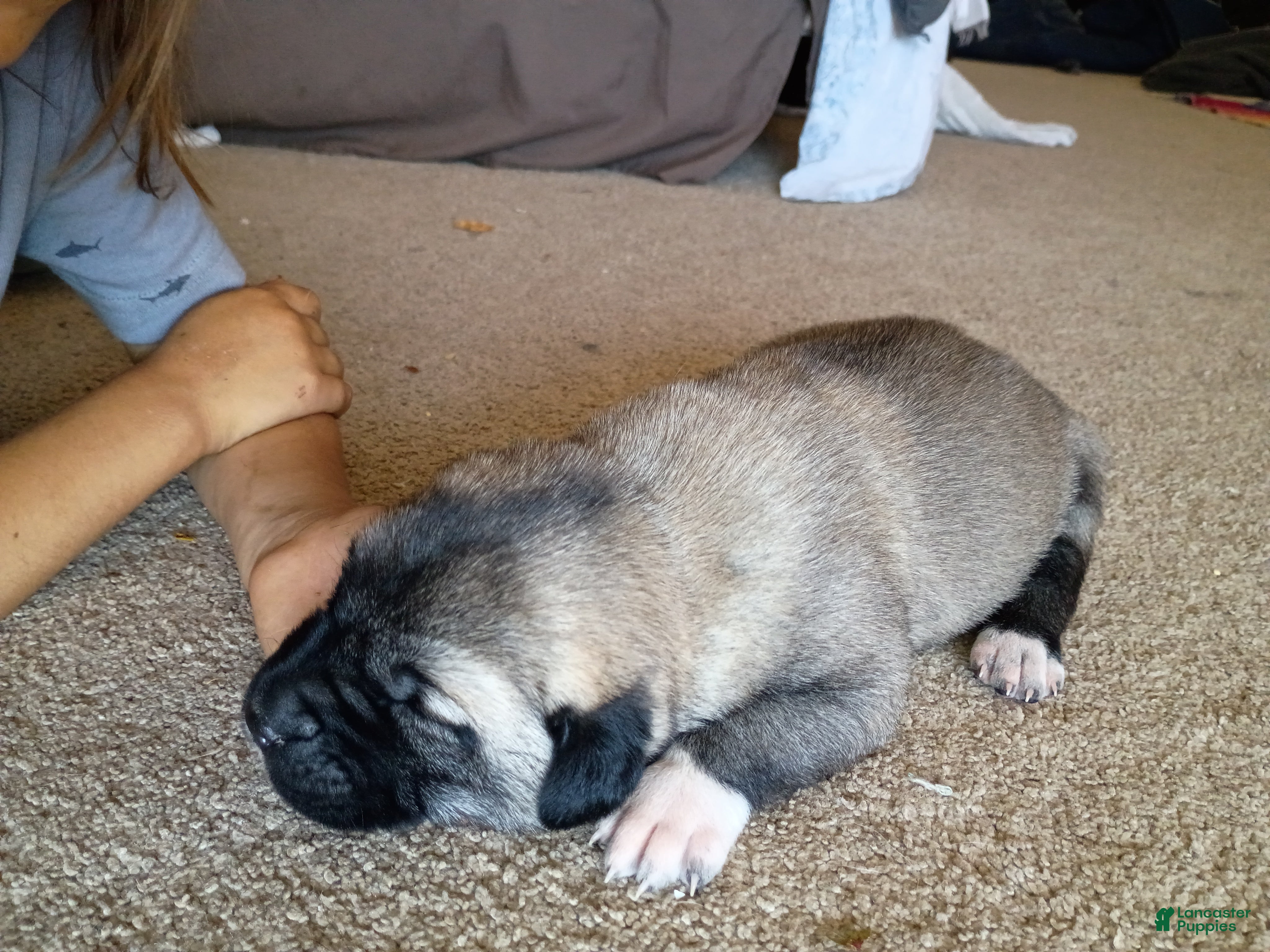 Anatolian Shepherd dogs for sale: Anatolian Shepherd 12 - Ad 1