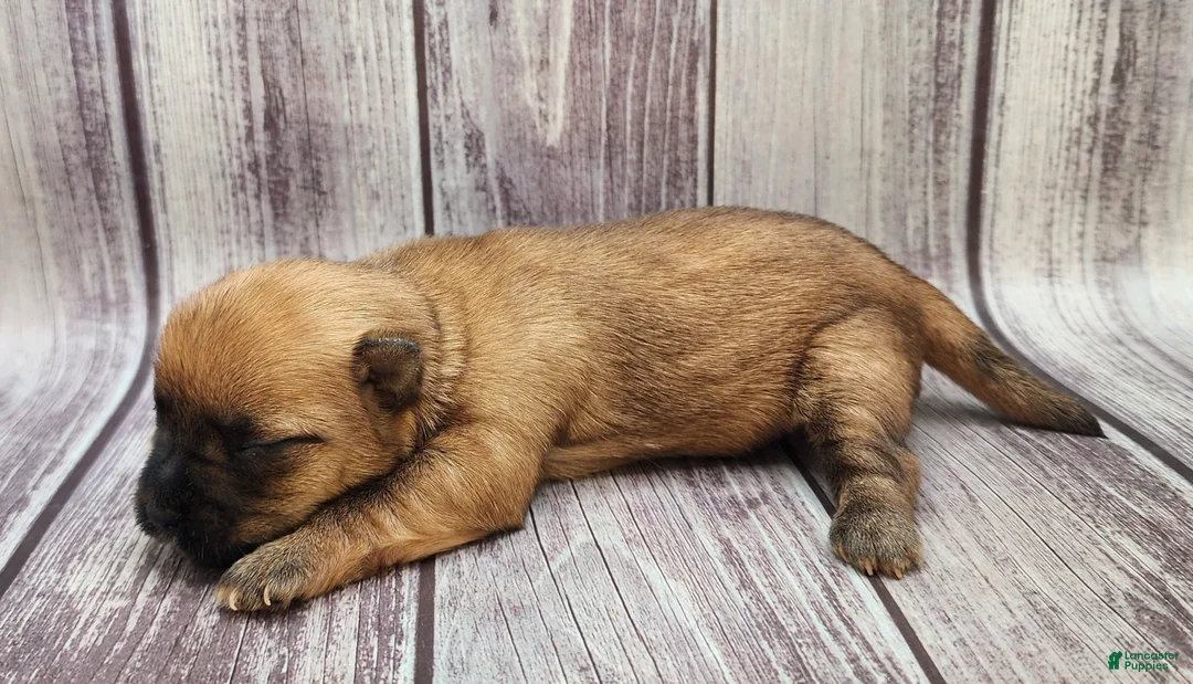 Mixed Breed dogs for sale: Mixed Breed Puppy 1 - Ad 2