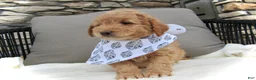Mini Goldendoodle dogs for sale: Dustin - Ad 17