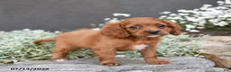 Cavapoo dogs for sale: Daphne - Ad 5