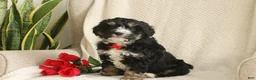 Mini Bernedoodle dogs for sale: Romeo - Ad 3