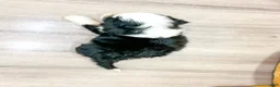 Mini Bernedoodle dogs for sale: Shadow - Ad 5