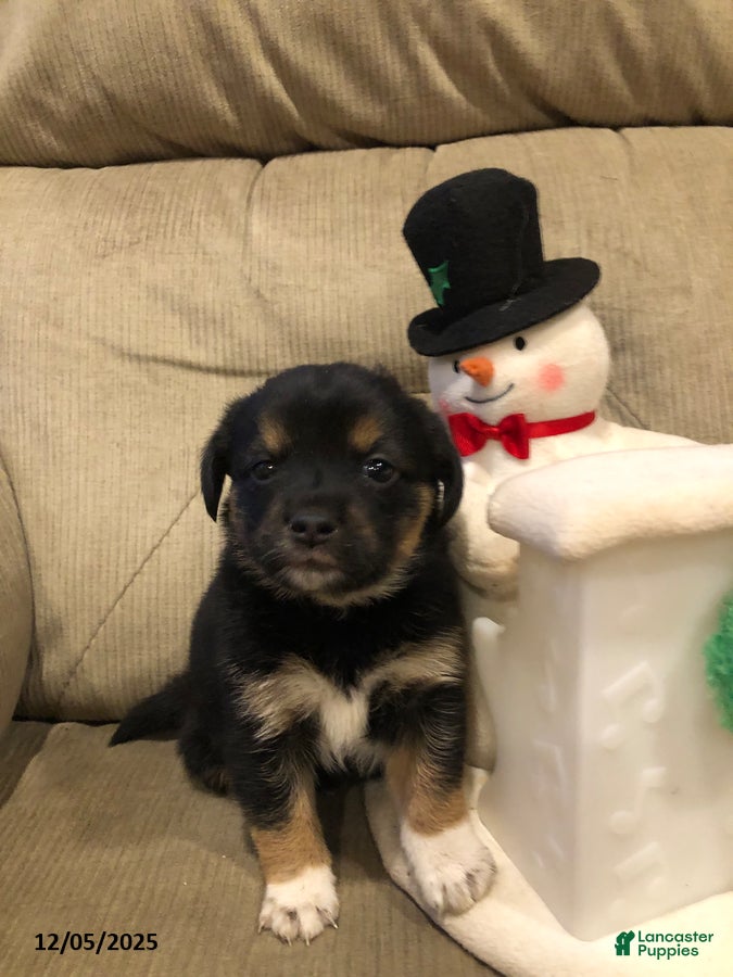 Mixed Breed dogs Storm - Ad 17