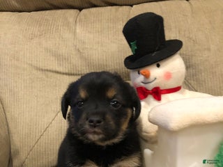 Mixed Breed dogs Storm - Ad 3