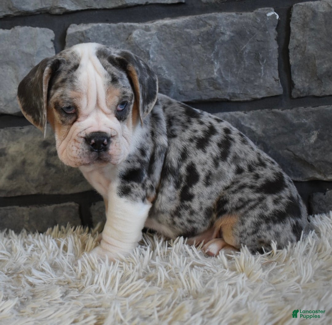Mixed Breed dogs for sale: Twinkle  - Ad 4