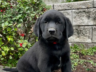 Labrador Retriever dogs - Ad 33