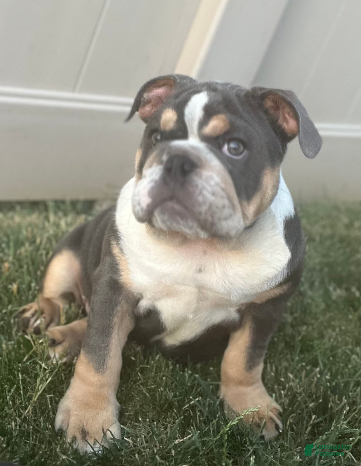 English Bulldog dogs Bluey - Ad 2