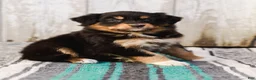 Australian Shepherd dogs for sale: Casey - Ad 3