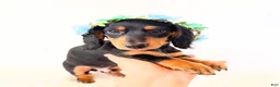 Miniature Dachshund dogs for sale: AKC Badger - Ad 5