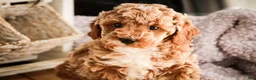 Miniature Poodle dogs for sale: Jade - Ad 6