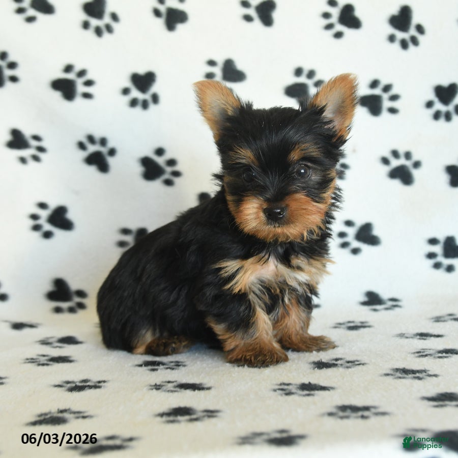 Yorkshire Terrier dogs for sale: Wisteria - Ad 1