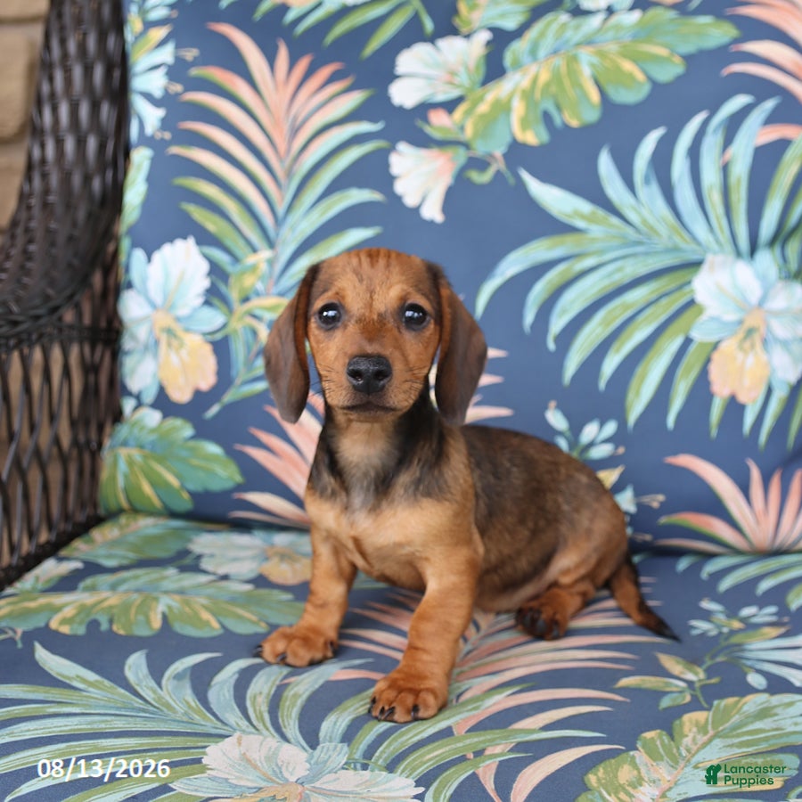 Miniature Dachshund dogs Josie - Ad 2