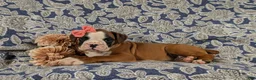 Boxer dogs for sale: Raelynn - Ad 4