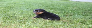 Duke