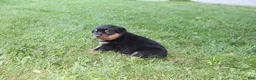 Rottweiler dogs for sale: Duke - Ad 1