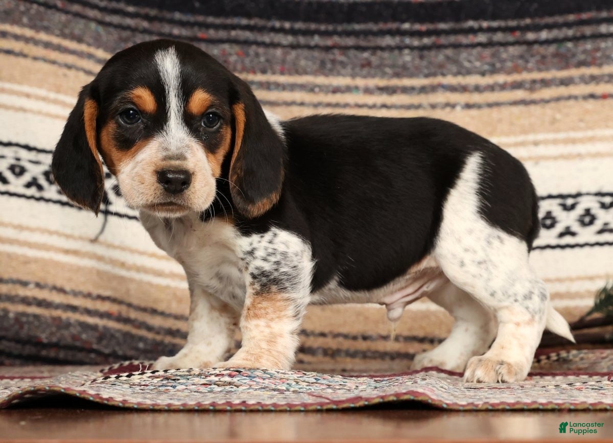 Beagle dogs Cash - Ad 16