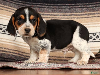 Beagle dogs Cash - Ad 9