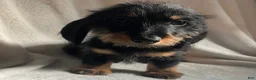 Miniature Dachshund dogs for sale: Reptar - Ad 2