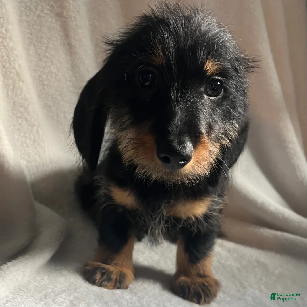 Miniature Dachshund dogs for sale: Reptar - Ad 2