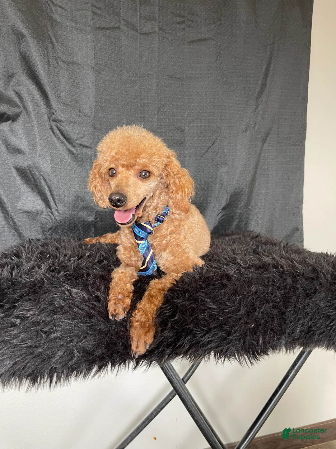 Toy Poodle dogs for sale: Akc Clear Red Bred Milo - Ad 6