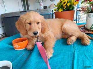 Golden Retriever dogs Scout - Ad 5