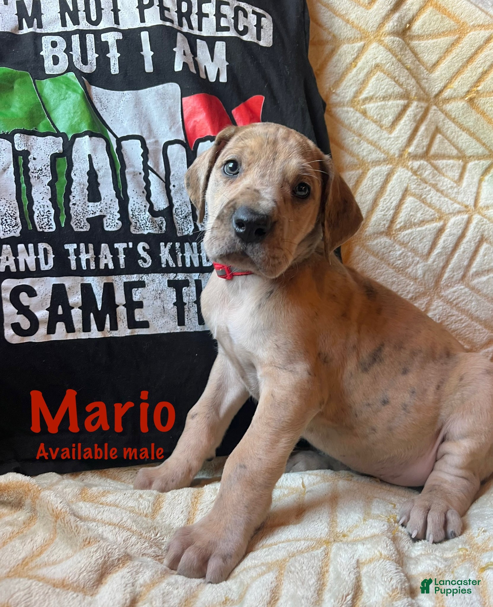 Great Dane dogs Mario - Ad 1