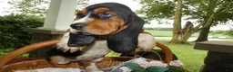 Basset Hound dogs for sale: Basset Hound 9 Charm - Ad 3