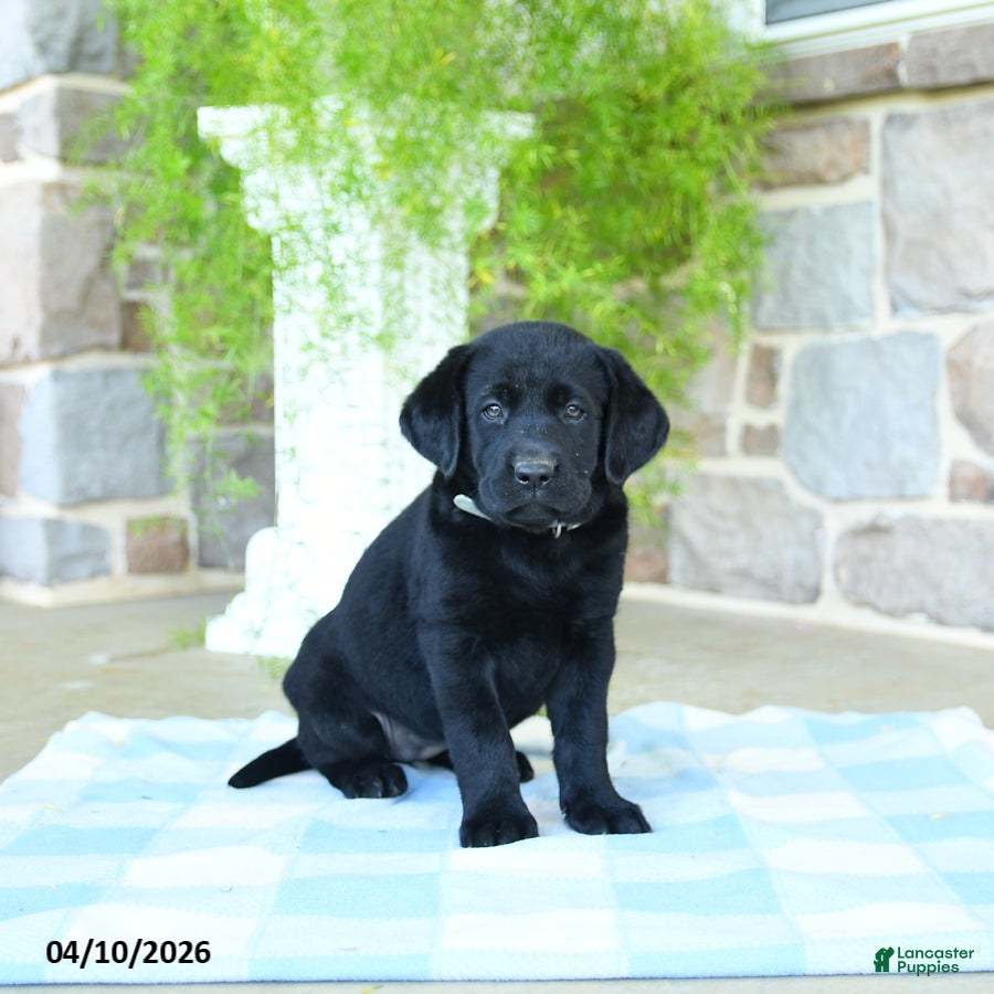 Labrador Retriever dogs Coconut - Ad 2