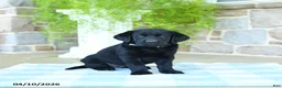 Labrador Retriever dogs for sale: Coconut - Ad 2