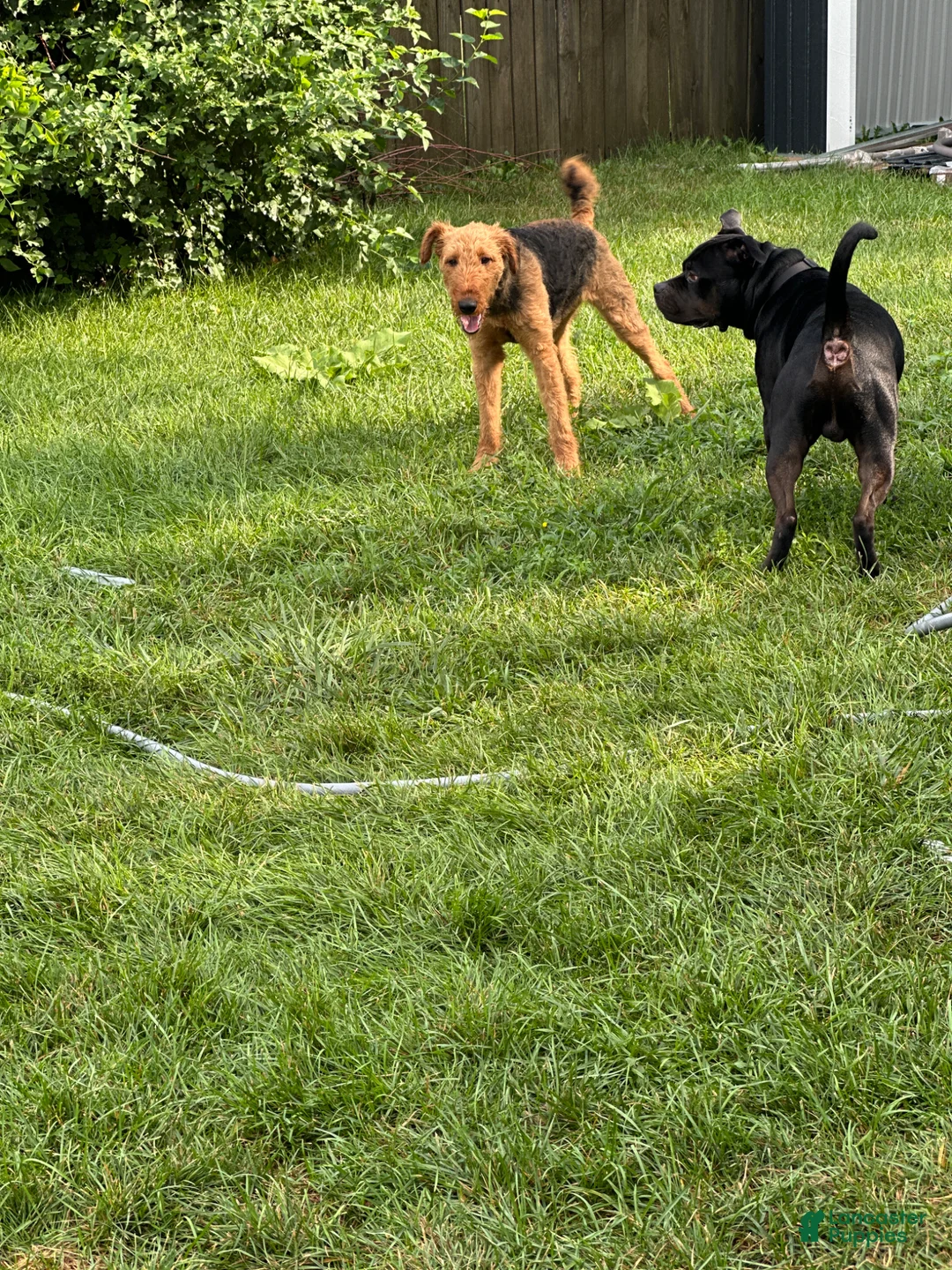 Airedale Terrier dogs for sale: Airedale Terrier adult - Ad 1