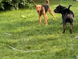 Airedale Terrier dogs Airedale Terrier adult - Ad 2