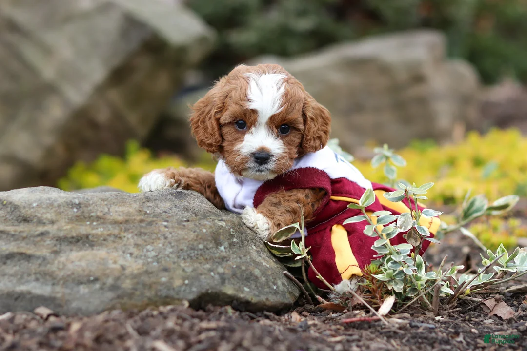 Cavapoo dogs for sale: Minnie - Ad 2