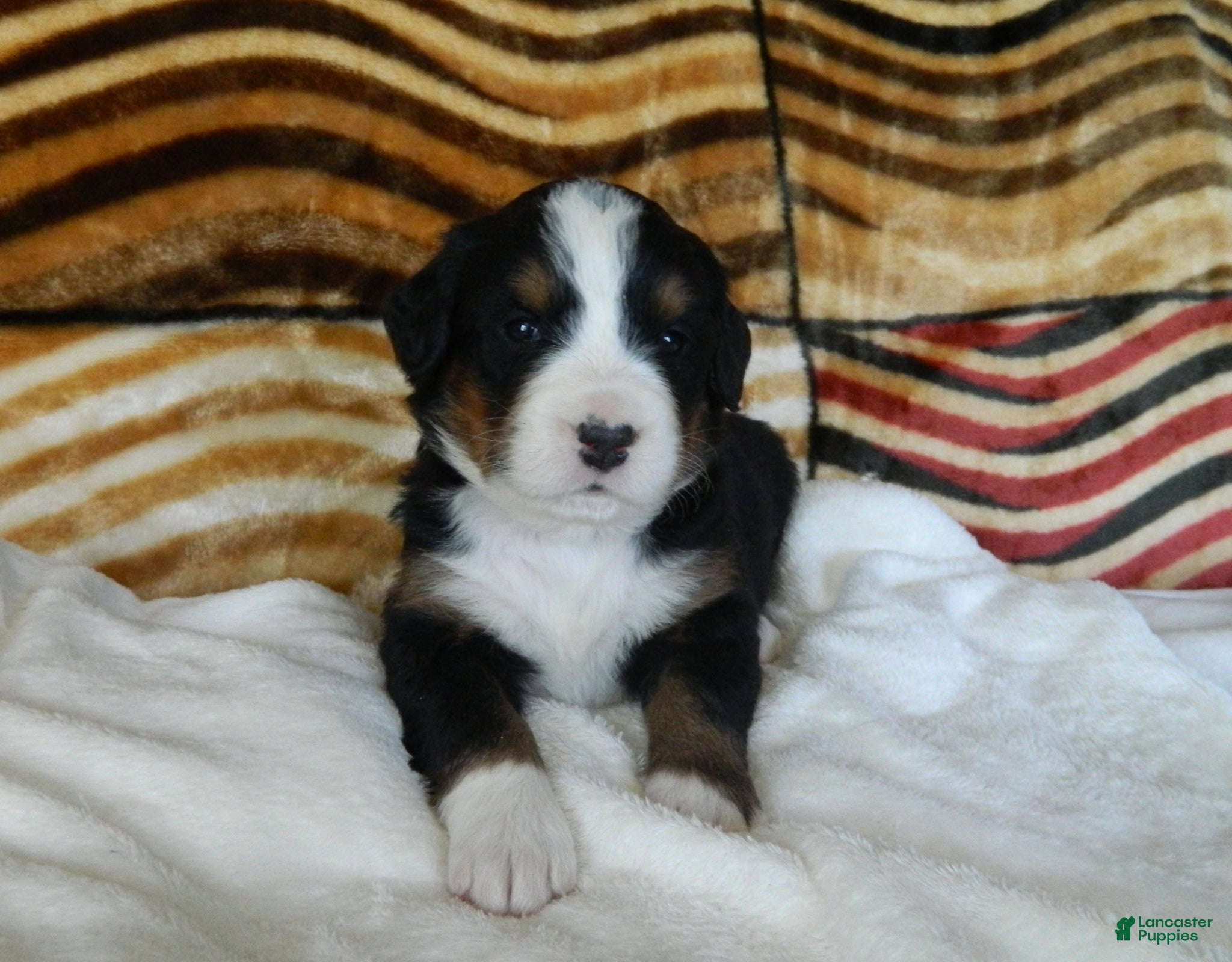 Bernese Mountain Dog dogs Bonnie - Ad 29