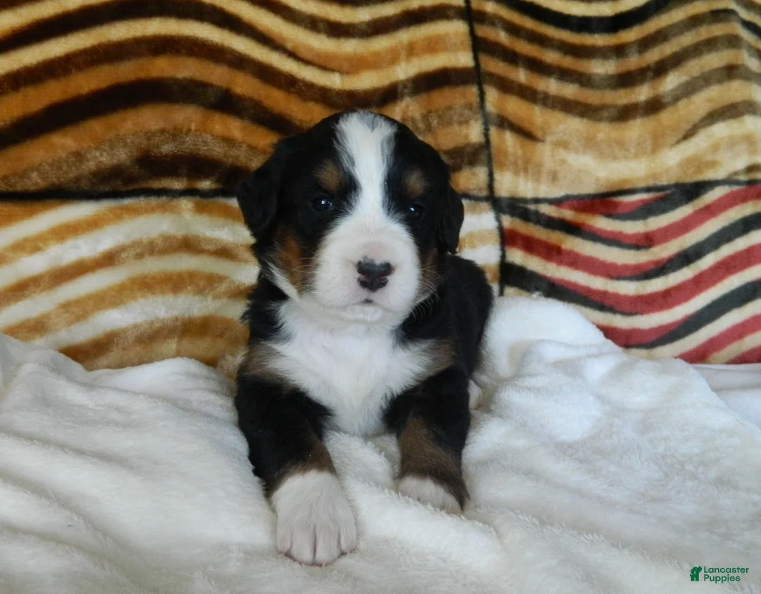 Bernese Mountain Dog dogs for sale: Bonnie - Ad 1