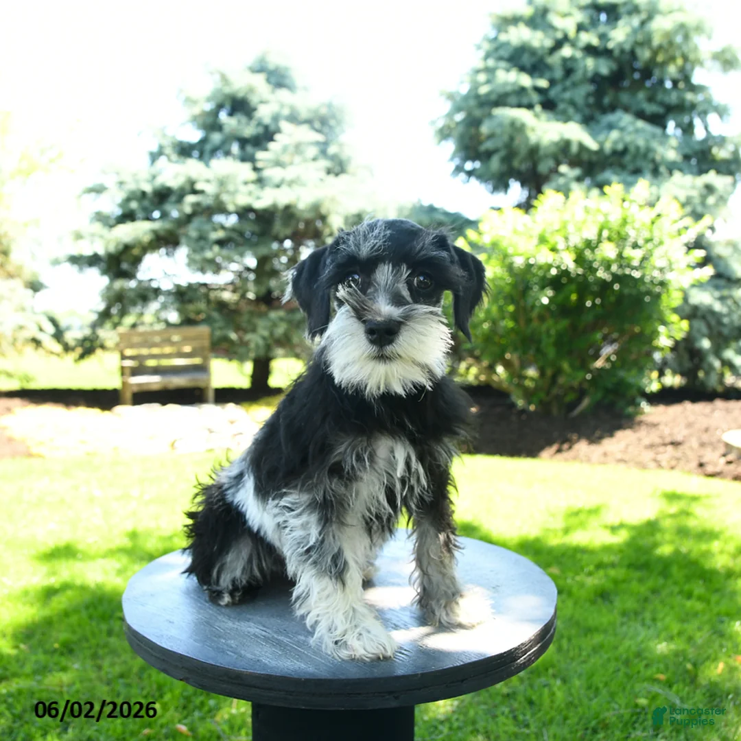Miniature Schnauzer dogs for sale: Lola - Ad 2