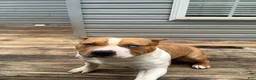 American Bully dogs for sale: Champ - Ad 9