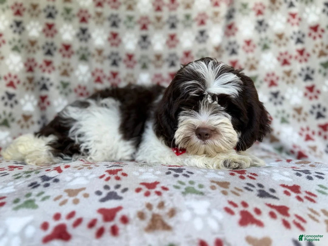 Shihpoo dogs for sale: Asher - Ad 2