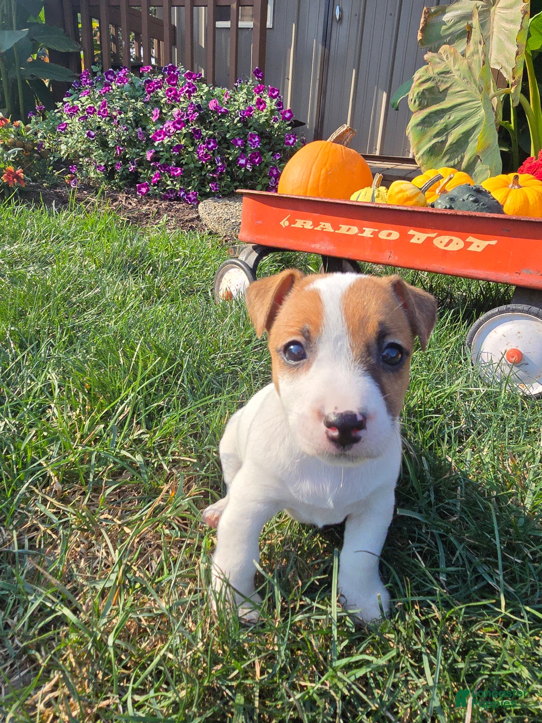 Jack Russell Terrier dogs for sale: Sugar - Ad 6