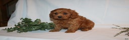 Cavapoo dogs for sale: Sam - Ad 11