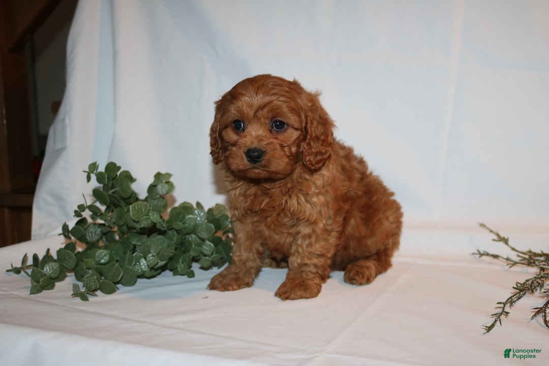 Cavapoo dogs for sale: Sam - Ad 11