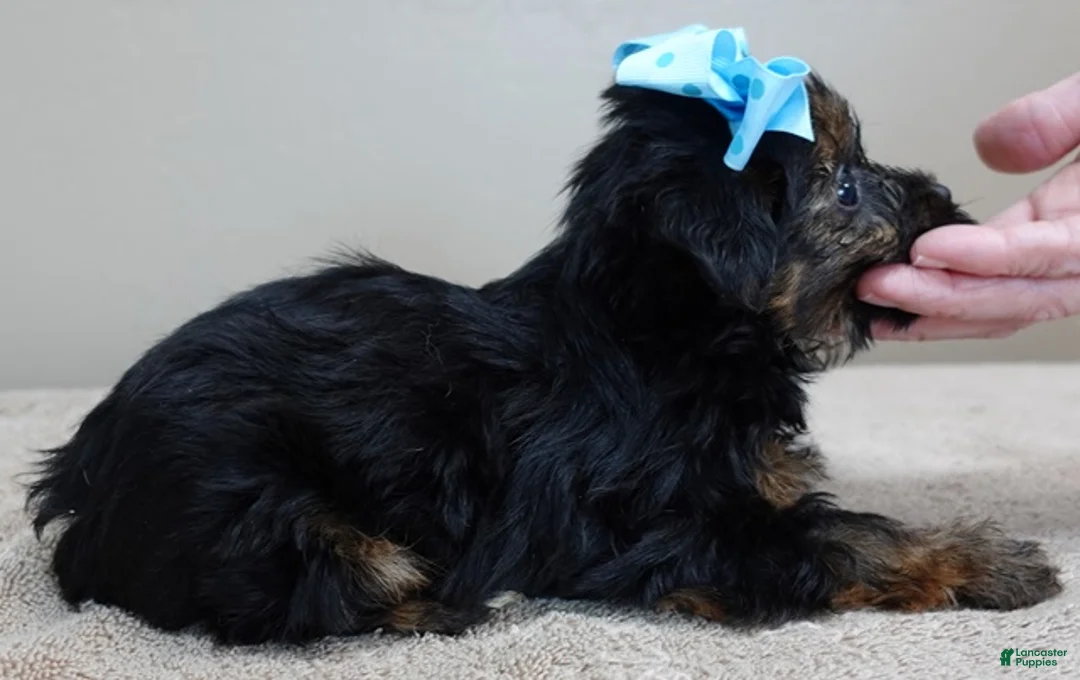 Yorkshire Terrier dogs for sale: Taj  - Ad 5