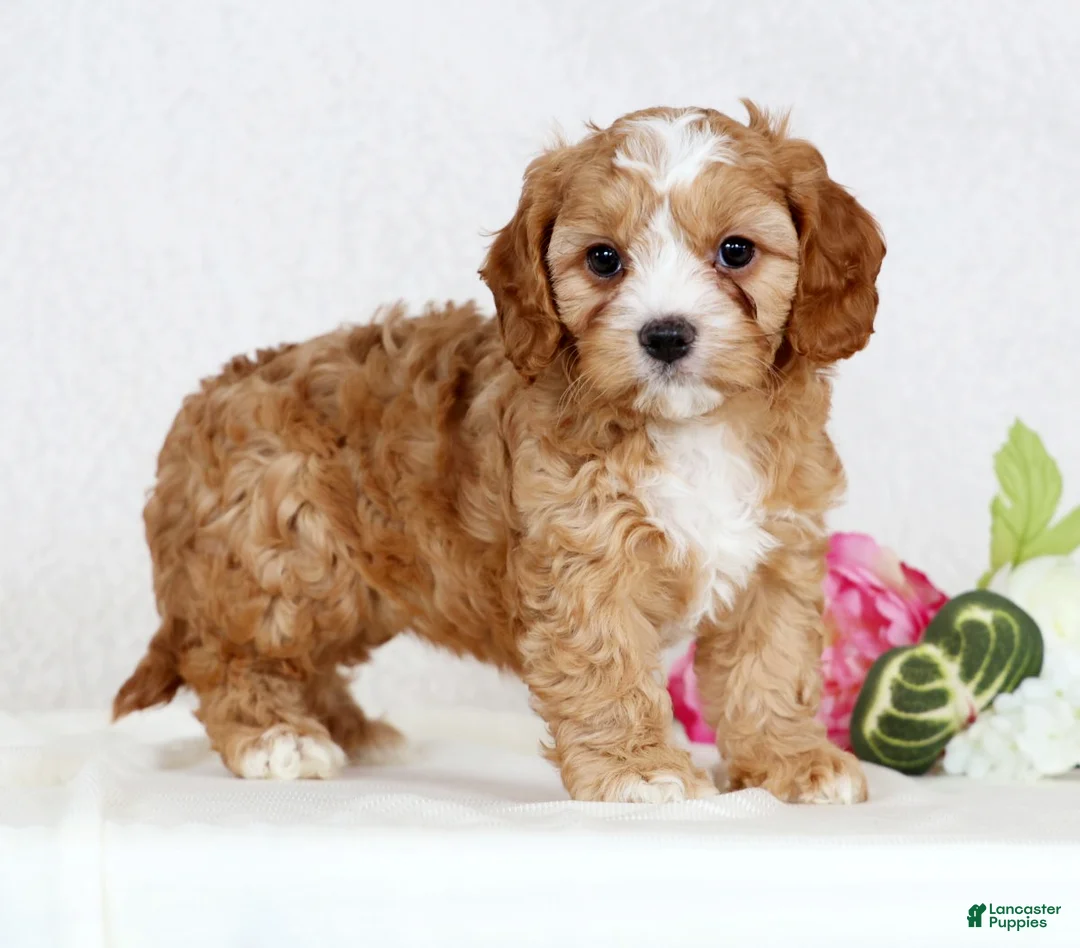 Cavapoo dogs for sale: Crystal - Ad 3