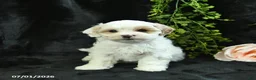 Maltipoo dogs for sale: Henry  - Ad 3