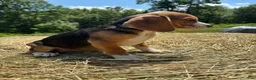 Beagle dogs for sale: Beagle 4 - Ad 2