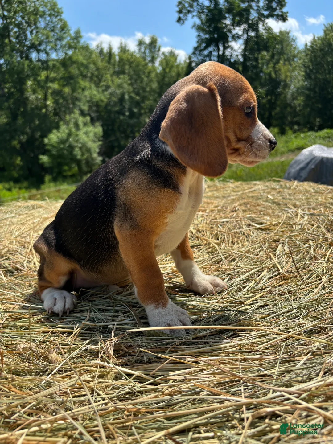 Beagle dogs for sale: Beagle 4 - Ad 2